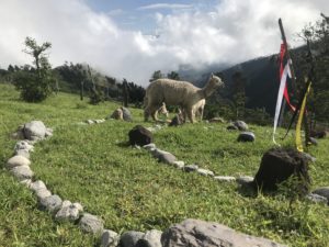 ecuador-yoga.school-sheep