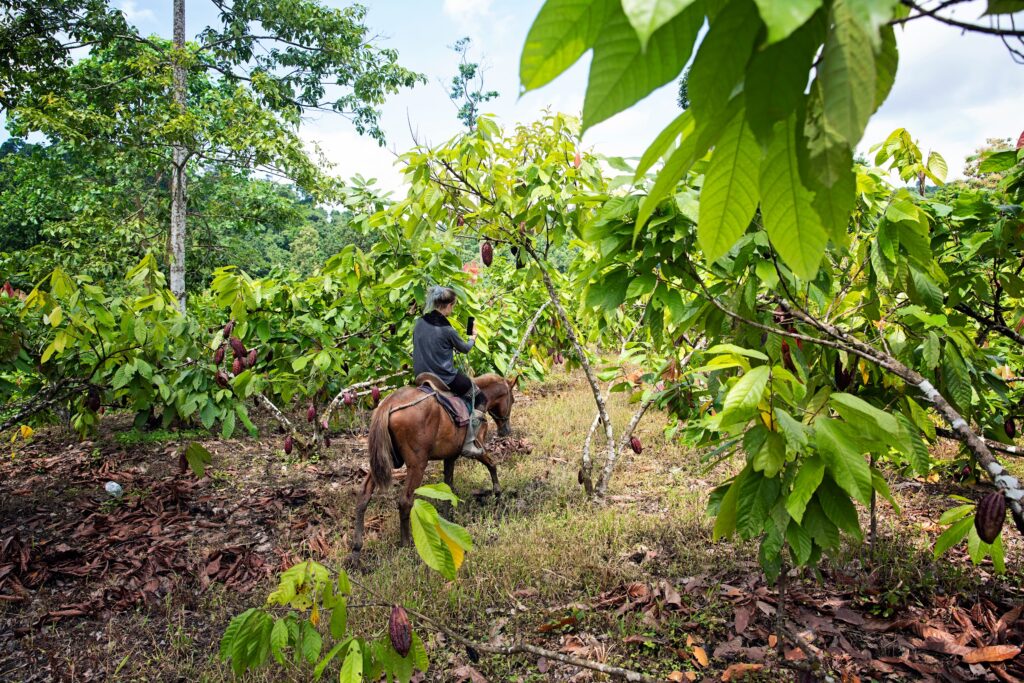 cacao-finca-horse