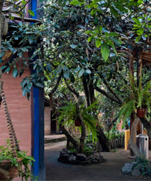 ecuador-yoga-school-backyard