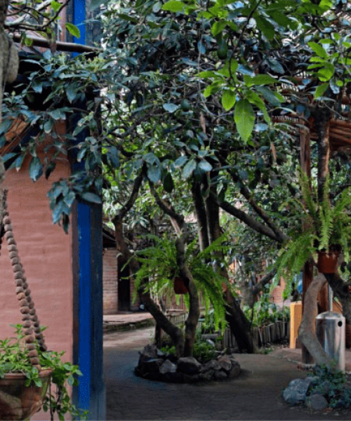 ecuador-yoga-school-backyard(1)